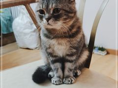 -猫咪派对(江南西店)