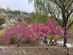 -北京西山国家森林公园