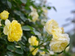 -都江堰玫瑰花溪谷