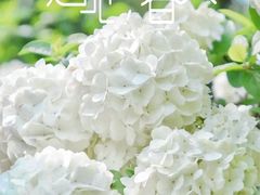 -上海滨江森林公园
