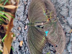 -广州白江湖森林公园