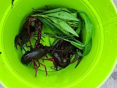 -南汇新场正宗水蜜桃采摘