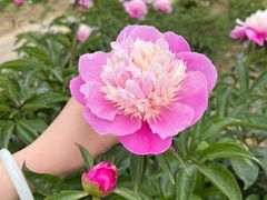 -扬州芍药园(仪征市)