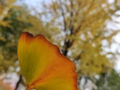 -后襄河公园