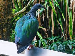 -新加坡飞禽公园