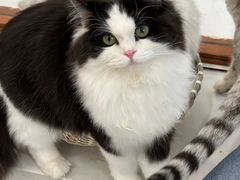 -共舞时光猫咖·狗咖(新街口店)