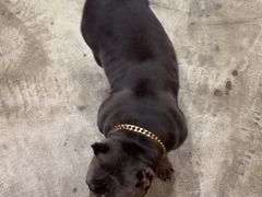 -小狗上班·狗咖·猫咖·小奶狗·摄影(南山店)