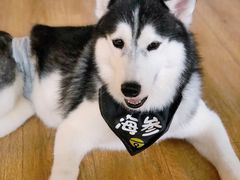 -Husky Go! 哈士奇体验馆·宠物咖啡厅狗咖