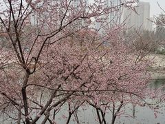 -桃花堤公园