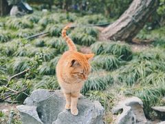-龙华寺