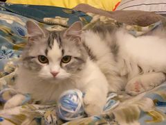 -猫大福·Fortune Cat猫舍(百子湾店)