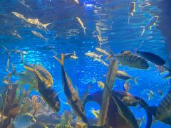 -太平洋海底世界