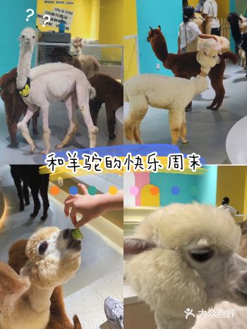 立志打卡999地️｜在商场里就能看见羊驼啦！