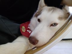-Husky Go! 哈士奇体验馆·宠物咖啡厅狗咖