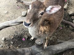 -长鹿旅游休博园