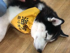 -Husky Go! 哈士奇体验馆·宠物咖啡厅狗咖