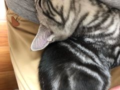 -猫大福·Fortune Cat猫舍(百子湾店)