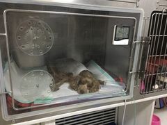 -佑安动物医院·全科·内窥镜中心(幸福巷店)