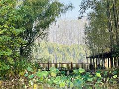 -微山湖红荷湿地景区