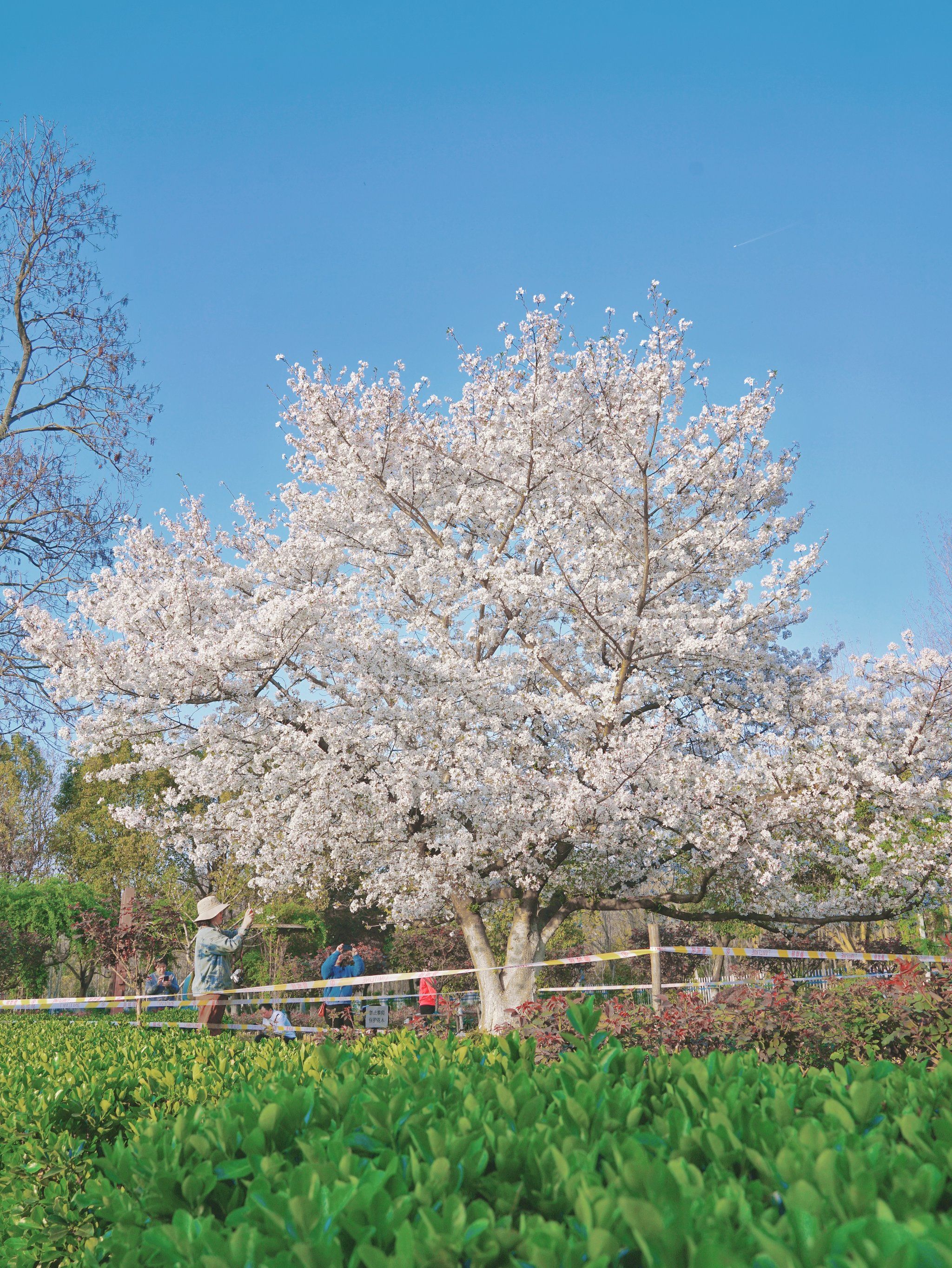 被合肥这棵樱花树惊艳到了•溢出屏幕的浪漫