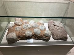 -甘肃地质博物馆