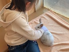 -猫猫幼稚园·撸猫·桌游·电玩