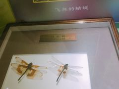-上海昆虫博物馆