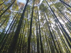 -山王坪喀斯特国家生态公园