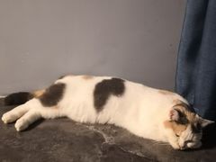 -LELECHA乐乐茶(新街口大洋店)