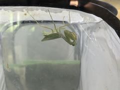 -上海昆虫博物馆