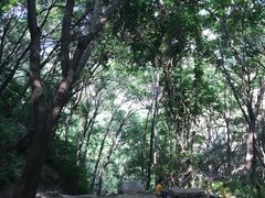 -大岭沟猕猴桃谷风景区