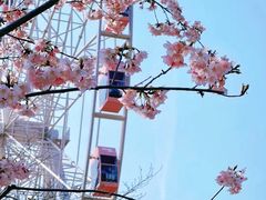 -顾村公园