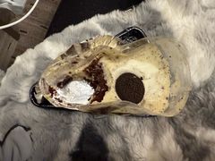 -红叶蛋糕(广达路总店)