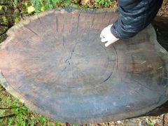 -五营红松林海景区