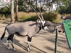 -大连森林动物园