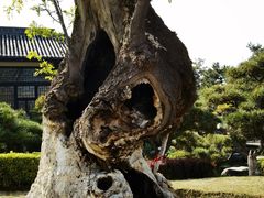 -中国唐苑