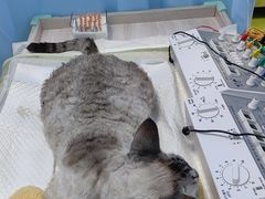 -美联众合动物医院·24h转诊中心