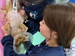 -北京观赏动物医院·24小时大型综合·猫专科·异宠专科