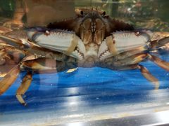 -盒马鲜生(莱蒙都会店)