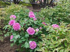 -莲花池公园