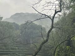-西湖风景区十里琅珰-五云山
