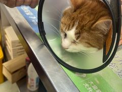 -瑞鹏宠物医院·宠保定点·心脏科·内科(御桥分院)