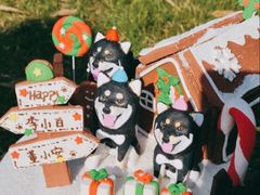 -前小桔亲子创意农场·草莓采摘·露营烧烤