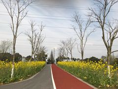 -上海长兴岛郊野公园