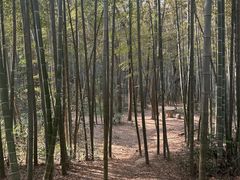 -青龙山国家森林公园