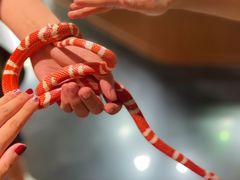 -帕帕拉兹宠物(亚洲旗舰店)