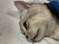 -灵美宠物诊所
