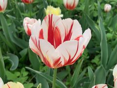 -洛阳郁金香牡丹园