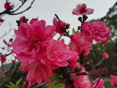 -南国桃园旅游度假区