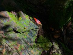 -云南屏边大围山国家公园